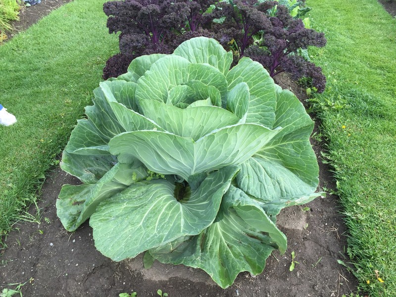 They Grow Huge Cabbage Here!