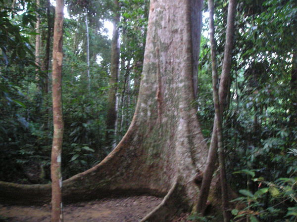 You can see fairly big trees in the rain forest