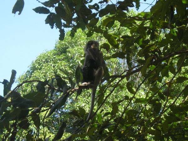 A monkey in the tree