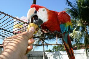 Polly Wants a Guava