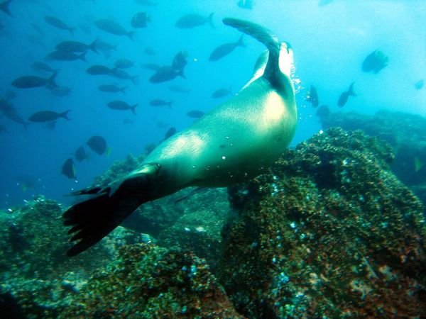 Slippery Seal