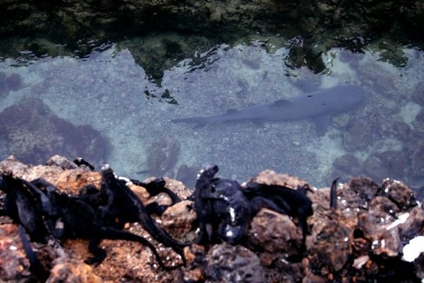 Iguanas Overlooking White-Tip Sharks