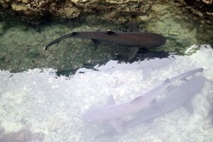Trapped White-Tip Sharks