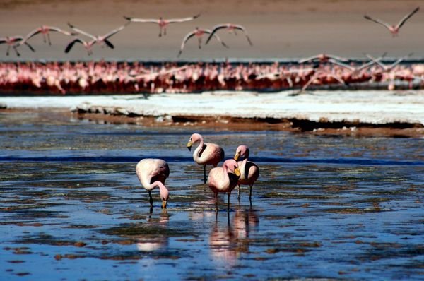 Four Flamingoes