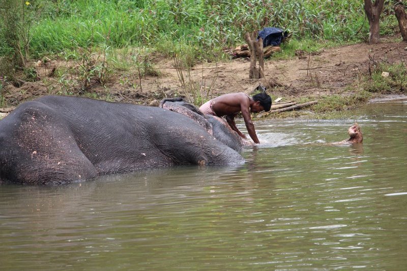 An amazing view of love & care between the giant and his Mahout