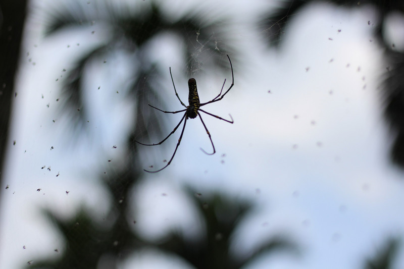 In Betelnut Tree Garden - Large Spider