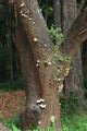 White Mushroom in tree trunk 