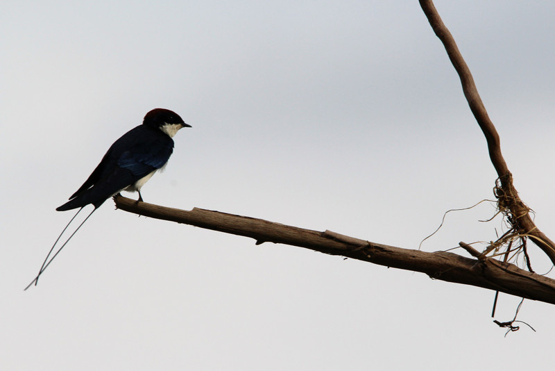 Longtailed Magpie