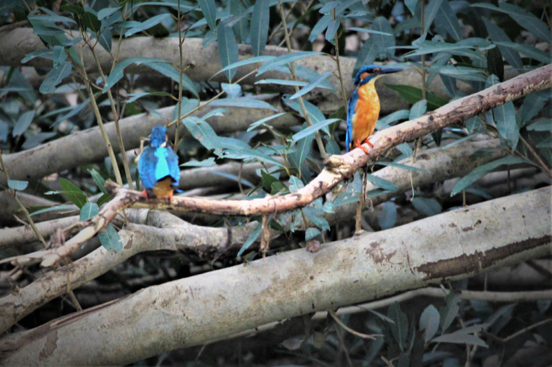 Pair of  Kingfisher
