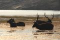 Sambar deer during Twilight 