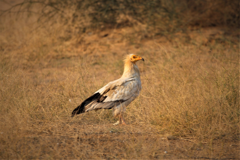 Egyptian Vulture - on the way to Desert National Park
