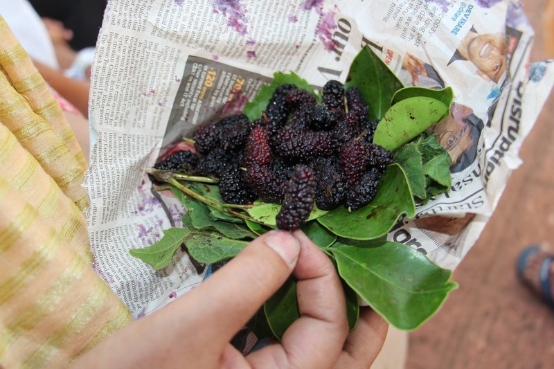 Mulberry Mahabaleswar