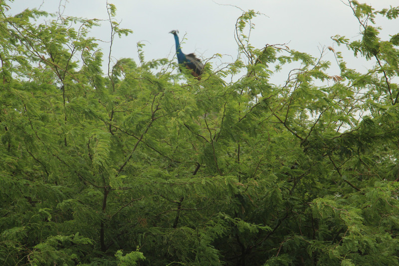 Peacock st treetop Dhanuskodi