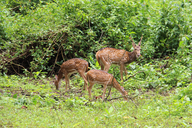 Deer herd in Nagarhole Forest