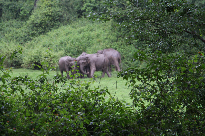 Elephant family from distance, Nagarhole