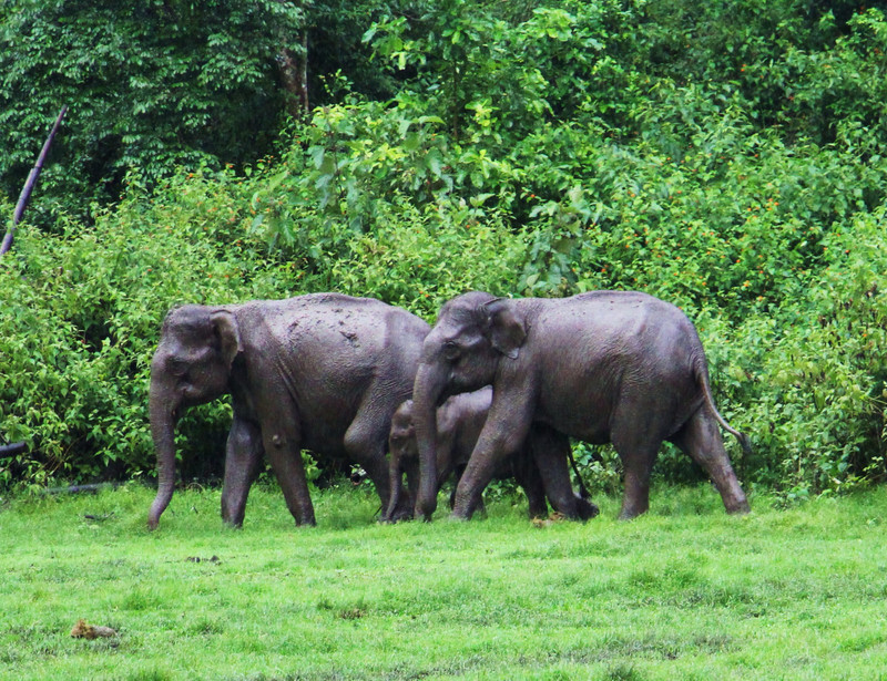 Elephant family on the way to Kutta