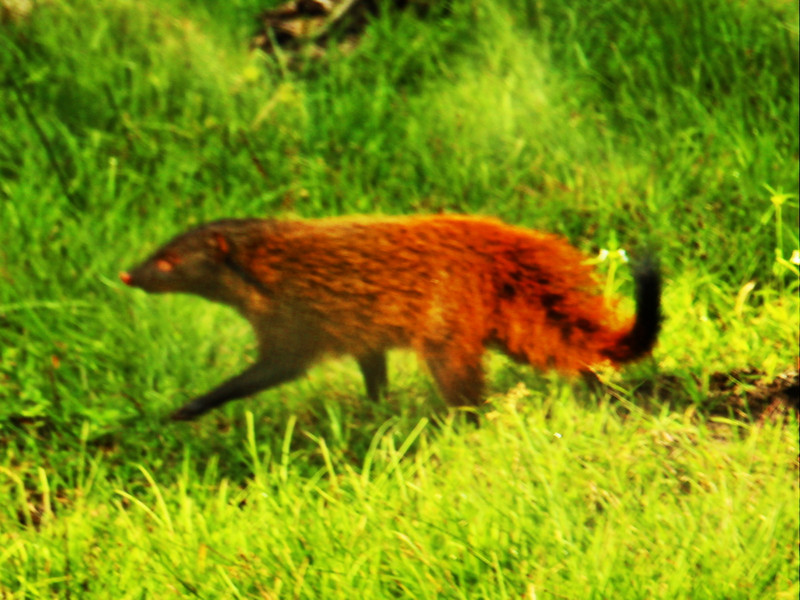 Wild Mongoose Bandipur