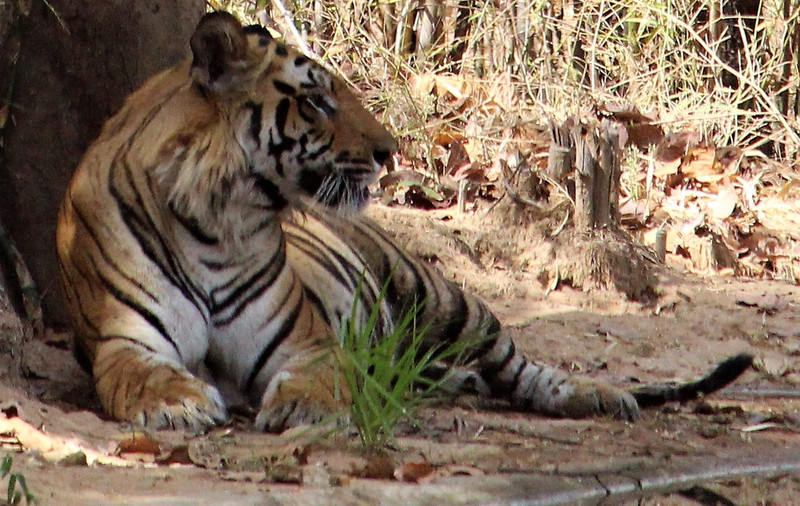 Not happy with something disturbing  - Bandhavgarh National Park