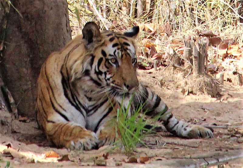 Pondering about the next meal ? Bandhavgarh National Park