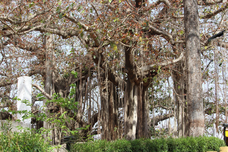 Big Banyan Tree - Bison Retreat Rukhad Pench
