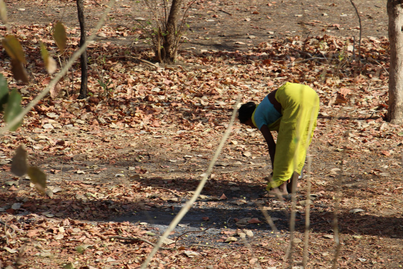 Village girl collecting Mohua fruits - Pench