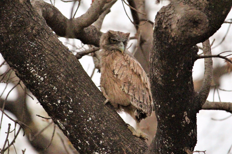 180 Degree move of an Owl - Kanha National Park