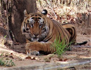 The king at sight at last - Bandhavgarh National Park