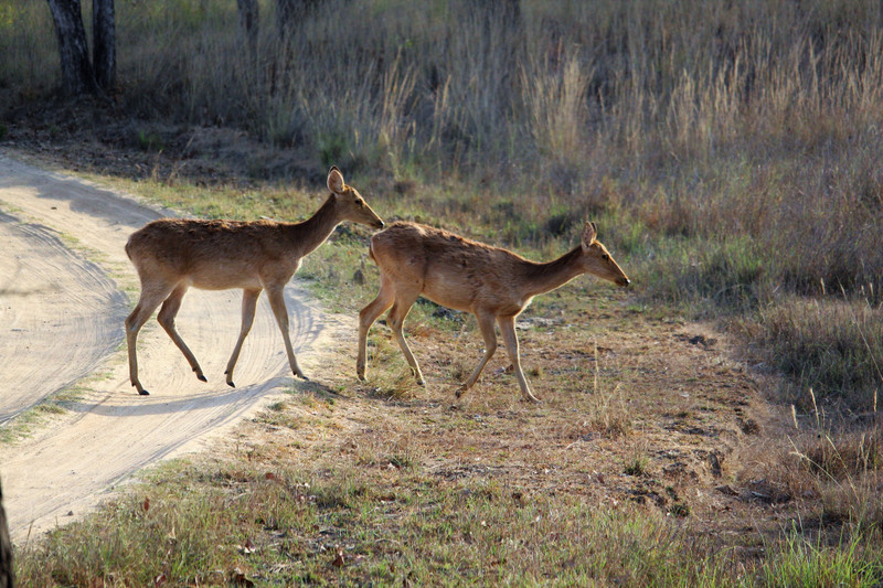 Barasingha Deer II - Kanha 