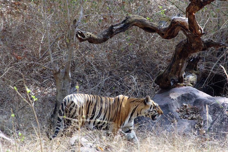Tigress in the wild - Kanha