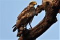 Hawk eye - Eagle at Kanha