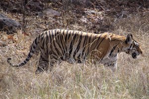 A close look - Tigress at Kanha