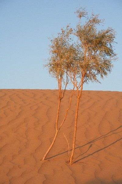 Karakum desert III