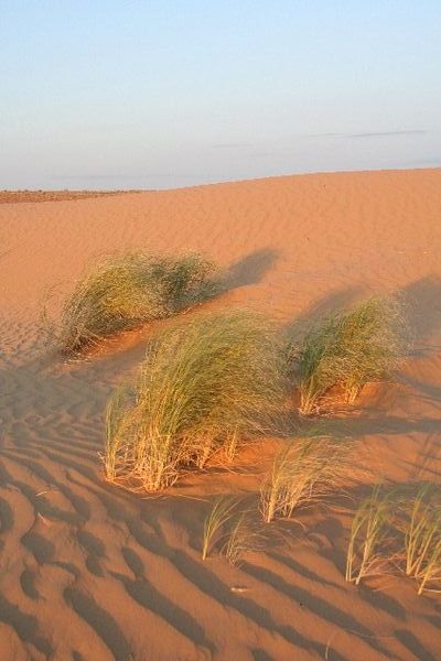Karakum desert IV