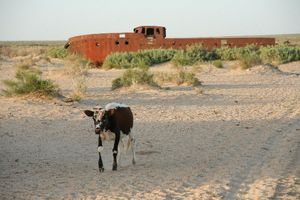'in' the Aral Sea