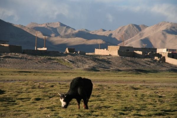 a yak in Alichur