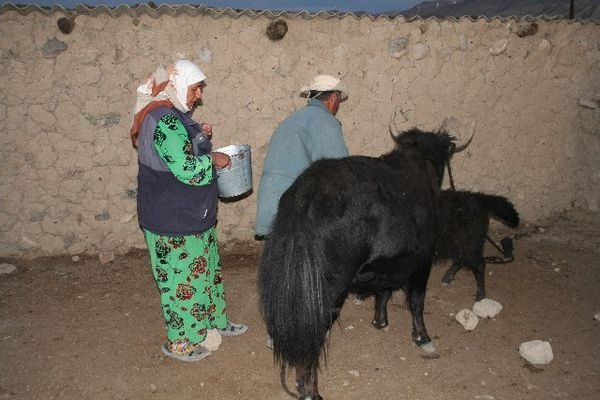 milking the yak