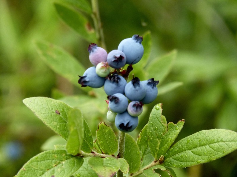 Dwarf Blueberries