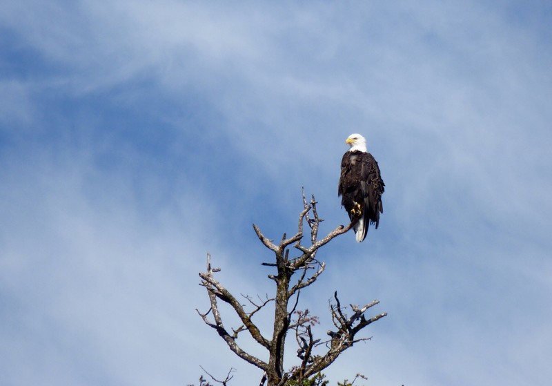 Eagle on Bobtail Lake
