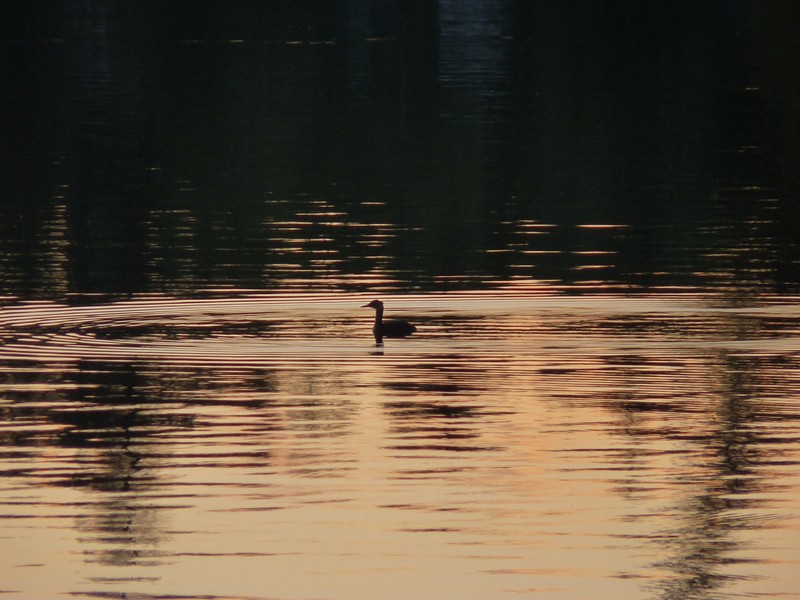 Loon in the Sunset