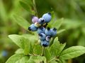 Dwarf Blueberries