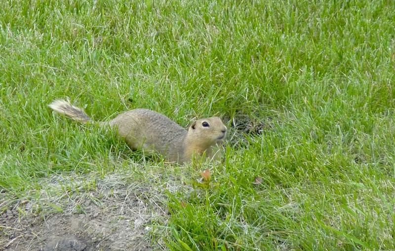 This little gopher posed for me