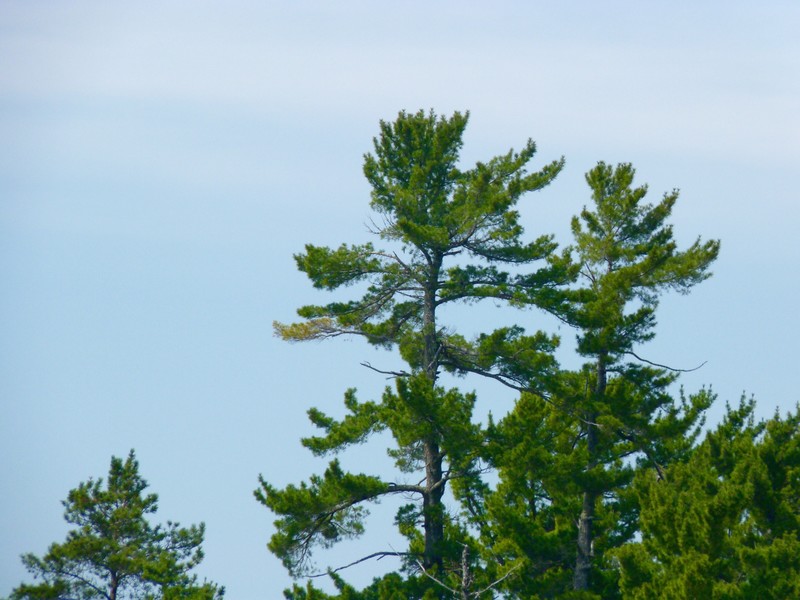 Jack Pine on Lake Superior 