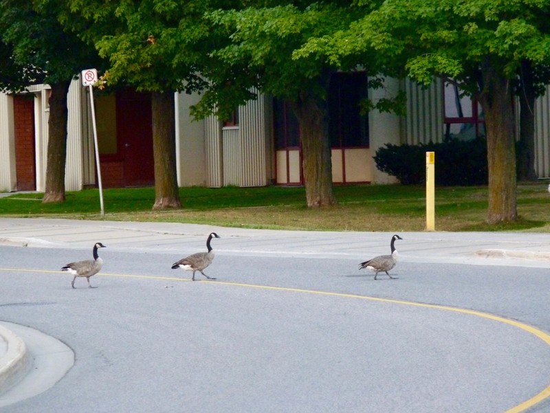 Canada Geese crossing the road 