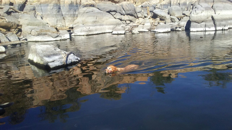 Goldie taking a dip