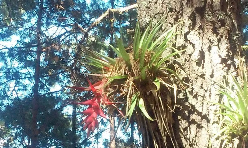Beautiful bromeliad growing out of a tree