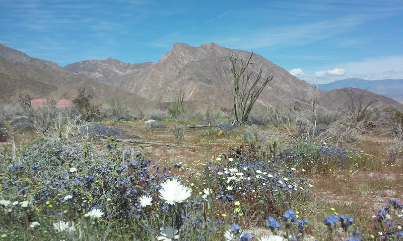 Wildflowers in Anza Borrego desert, Southern California