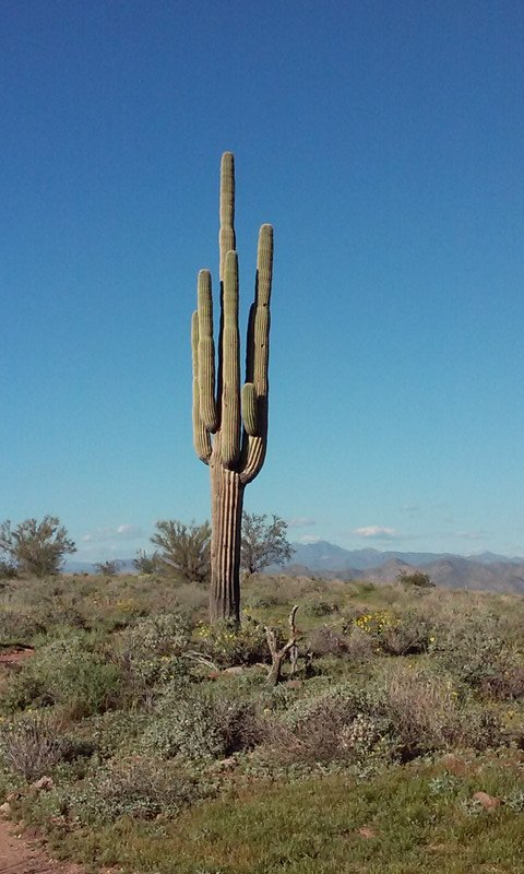 The iconic Saguaro cactus, Phoenix, Arizona