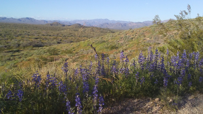 Wildflowers near Phoenix, Arizona
