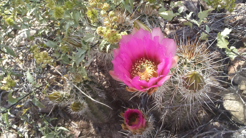 Stunning barrel cactus flower, Tucson Mountain Park