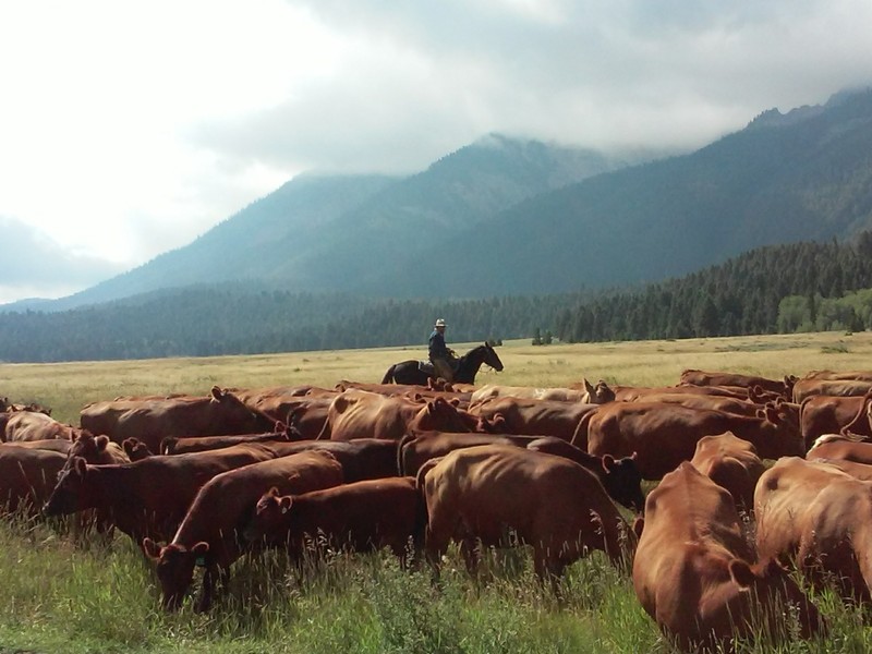 Cattle drive, Red Rock River, MT